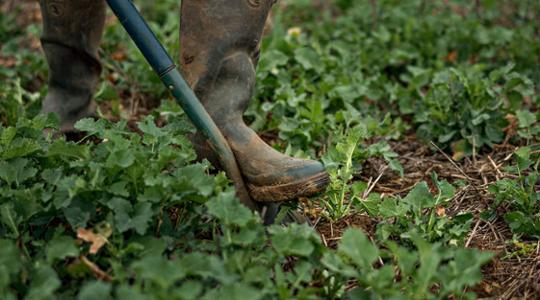 Soil analysis in a field
