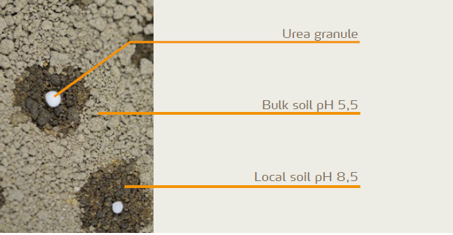 Figure 2: Hydrolysis of urea temporarily and locally increases soil pH, resulting in increased ammonia losses Hydrolysis of urea