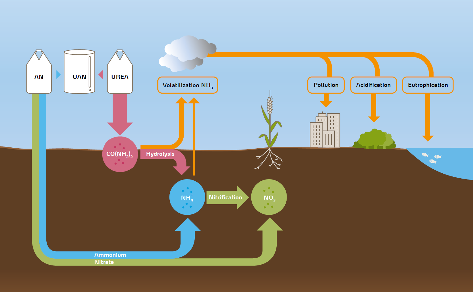 Figure 3: All mineral nitrogen fertilizer is ultimately transformed into nitrate (NO3 -) before it is taken up by plants. Ammonium (NH4 +) is an intermediate compound which is either directly applied (as ammonium nitrate NH4NO3) or converted in the soil from urea (CO(NH2)2). Ammonium is in equilibrium with ammonia (NH3) in the soil solution. The higher the pH, the more the balance shifts in favor of ammonia. UAN is a mix of AN and urea and thus activates all the pathways in the above diagram. Ammonia volatilization graphic