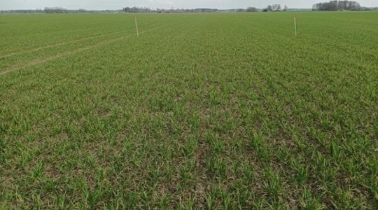 Spring Cereals field 