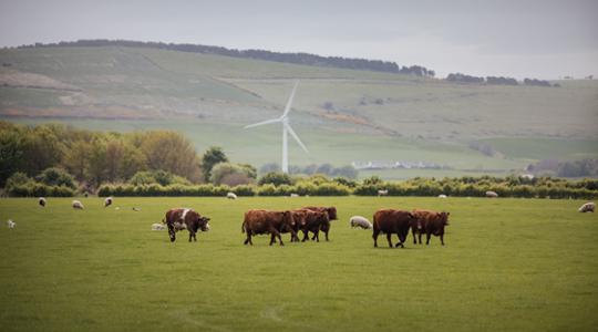 Cows and sheep in a field 