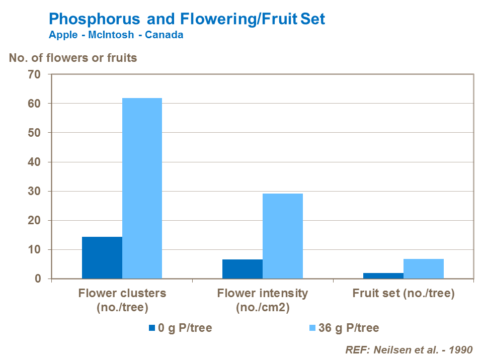 Phosphorus and apple Flowering and fruit set