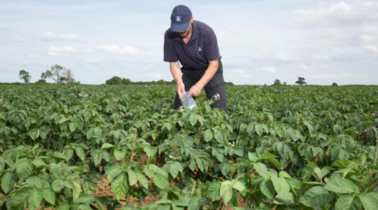 Yara Agronomist in a potato field taking a tissue analysis sample