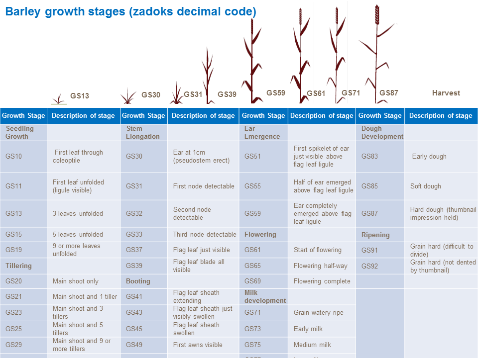 Growth stages. Фазы развития ячменя. Фазы роста ячменя. Рост ячменя по дням. Schedule growth views.