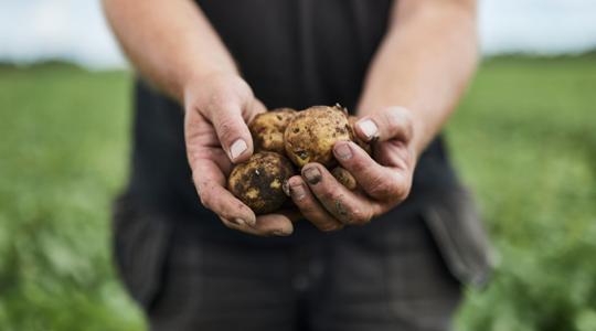 Potatoes in Farmer's Hands
