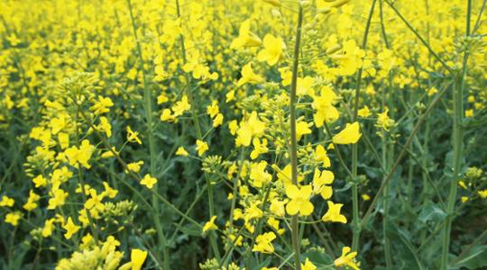 Oilseed Rape Field