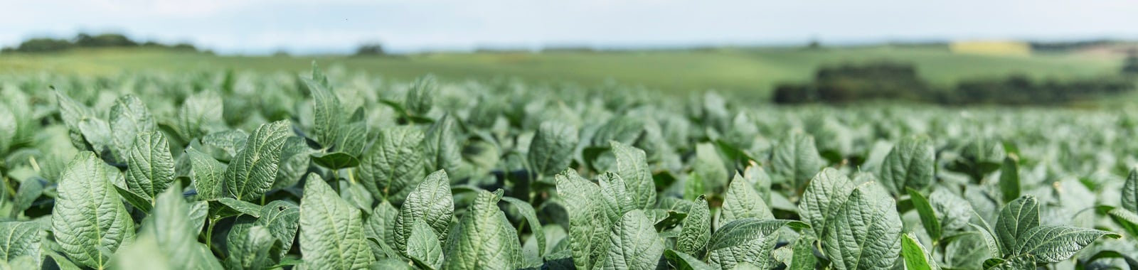 Yellowing after Herbicide Use