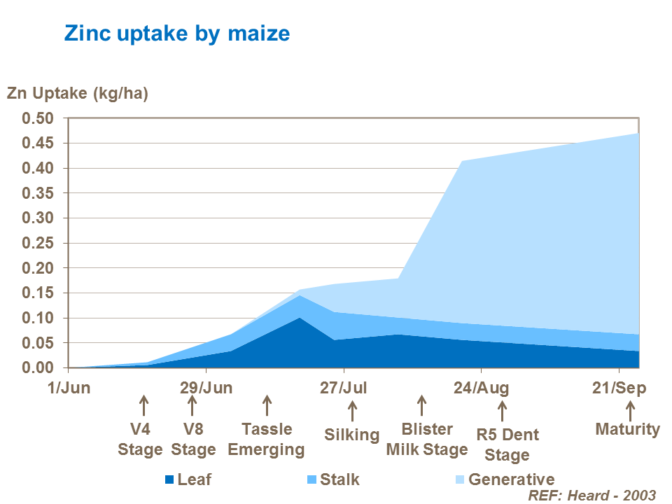 Zinc uptake in maize by growth stage
