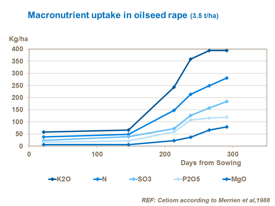 Macronutrient uptake in oilseed rape