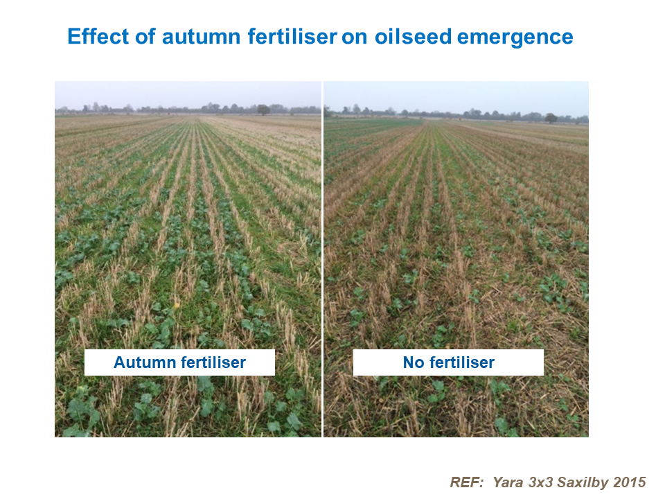 Effect of autumn fertiliser on oilseed emergence