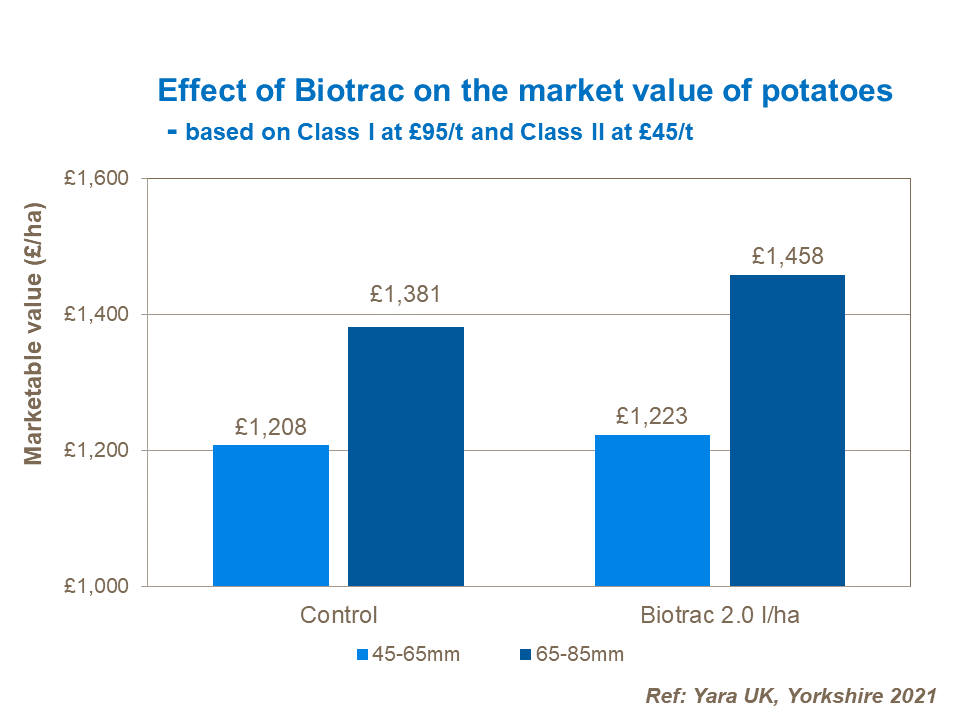 Effect of Biotrac on the market value of potatoes.png