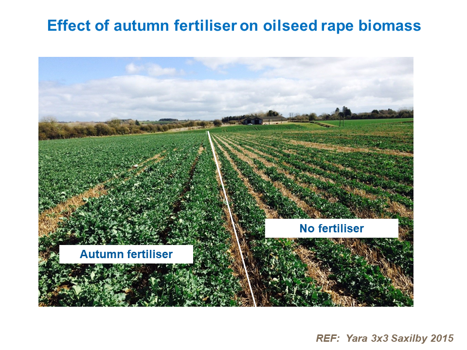 Effect of autumn fertiliser on oilseed rape biomass