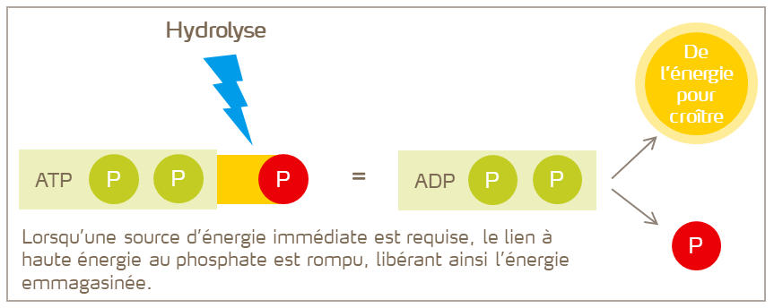 FR-D&eacute;gagement de l&rsquo;&eacute;nergie de l&rsquo;ATP.png