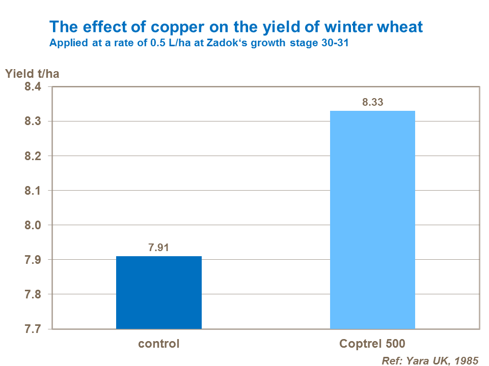 The effect of copper on the yield of winter wheat