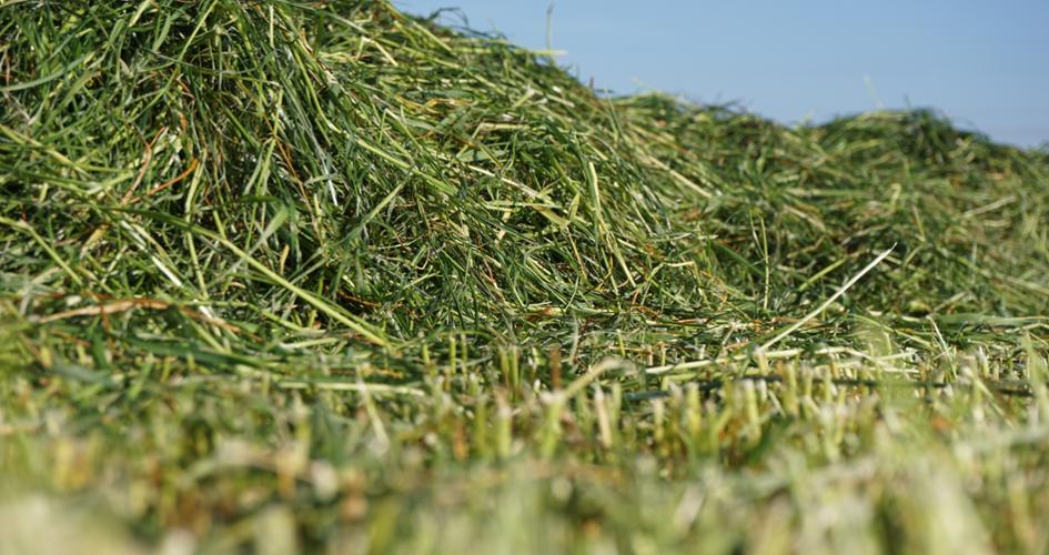 First Cut Silage