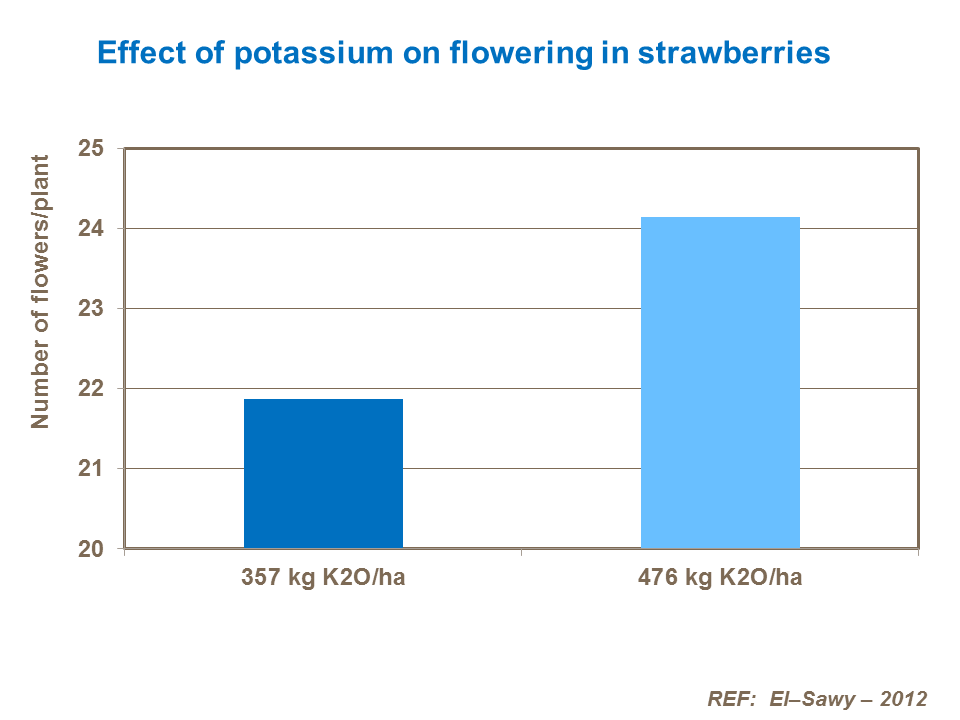 Effect of potassium on flowering in strawberries
