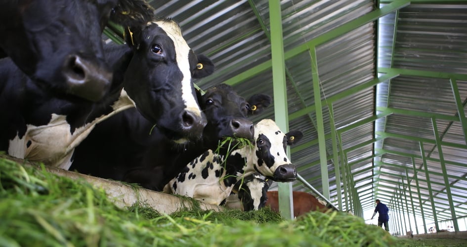 herd of cows in a row 
