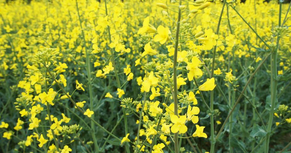 Oilseed Rape Field