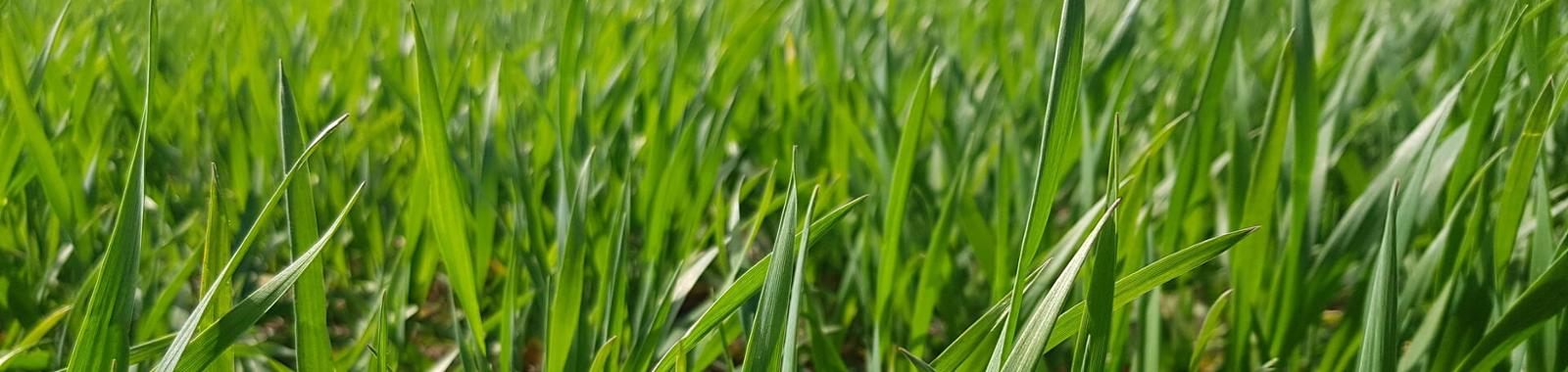 Wheat field