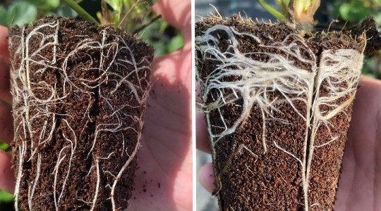 YaraVita Actisil stimulates fibrous root growth
