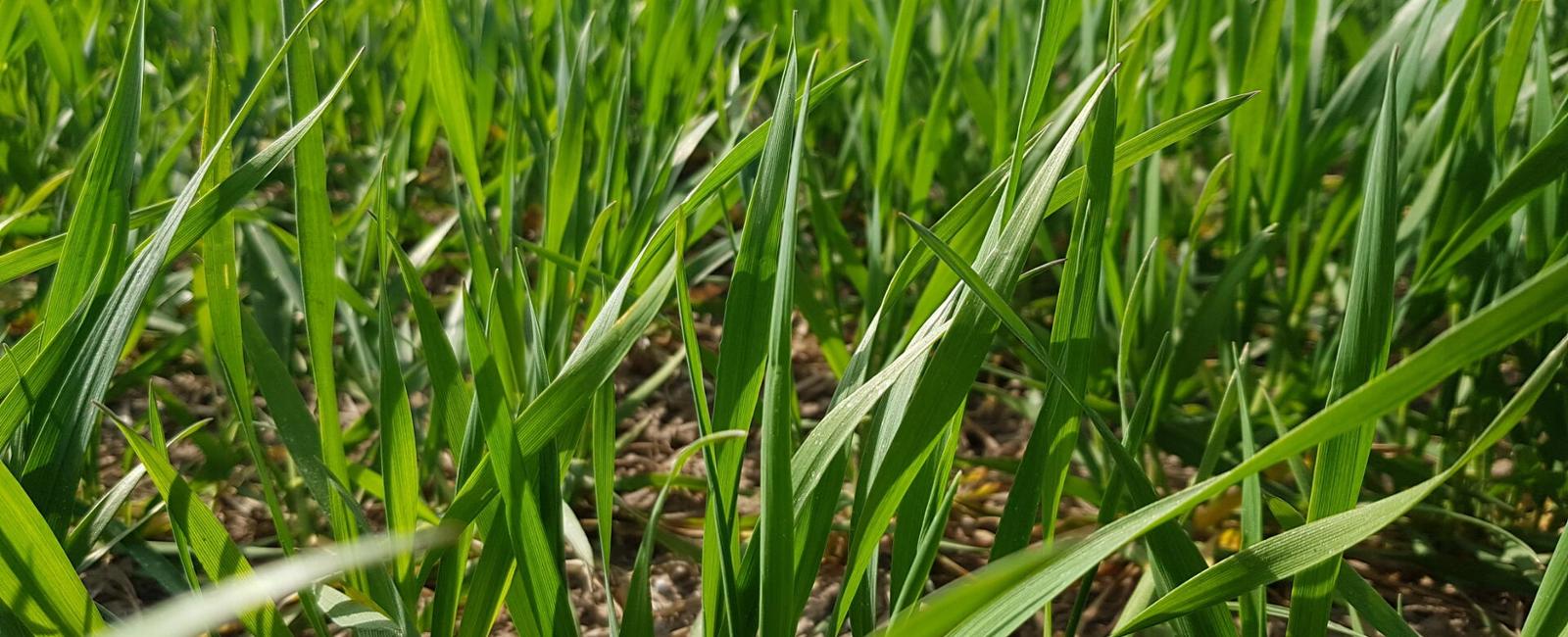 Wheat field 