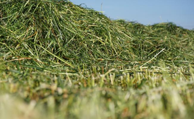 First Cut Silage