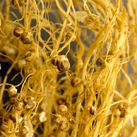 soybean_role of nutrients.jpg