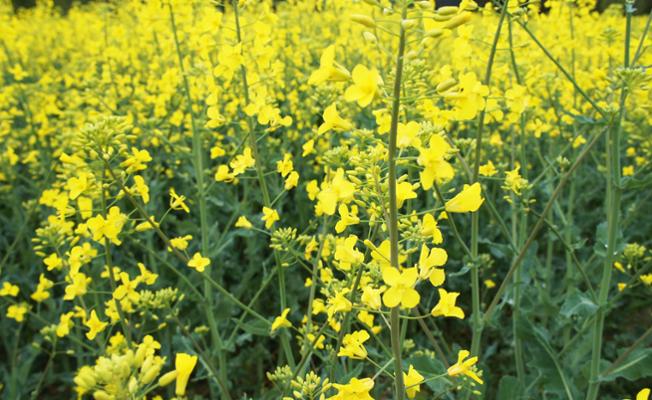 Oilseed Rape Field