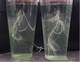 maximum-root-and-shoot-growth