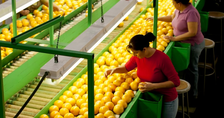 Workers on a food production line with fruit 