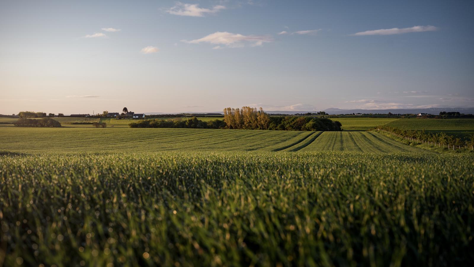 YaraMila Sulphur Cut