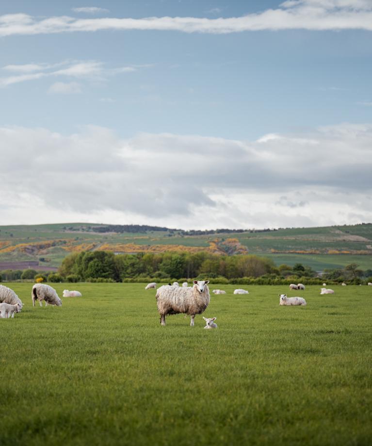 YaraMila NEW 18’s + S